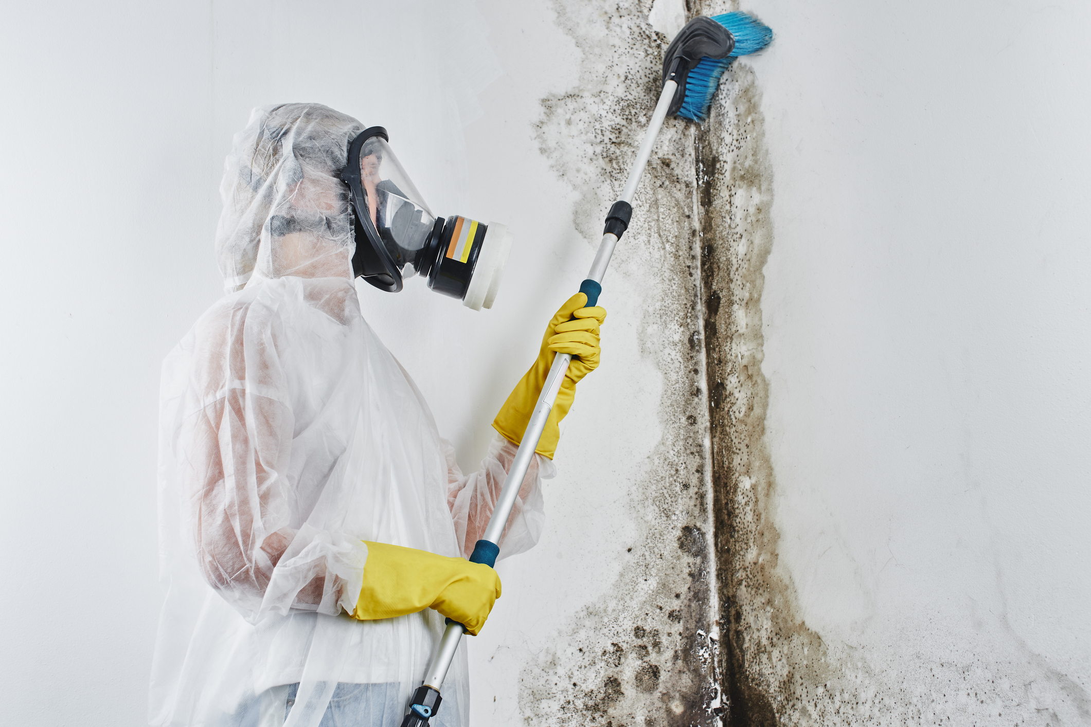 A professional in overalls processes the walls from mould with a brush.