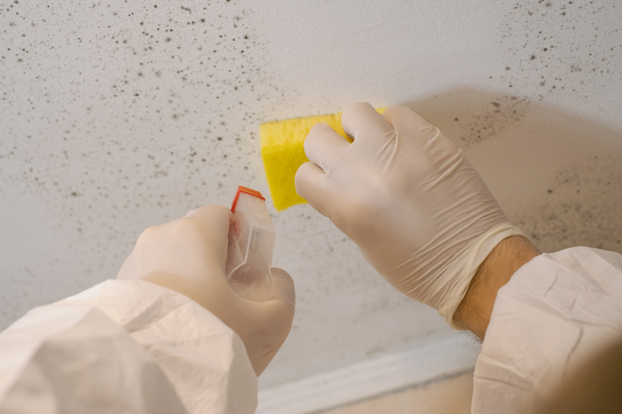 AR Plus professional in protective wear applies a moss and mould treatment to the exterior of a property.